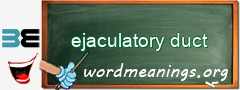 WordMeaning blackboard for ejaculatory duct